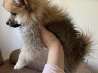 Pomeranian Spitz Yavrular