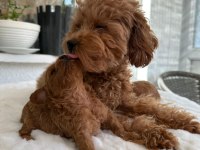 Orijinal tea cup poodle