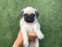 Aa+ kalite hamburger surat pug mops yavrular