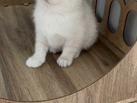 Bakımları Özenle Yapılmış British Shorthair Yavrular