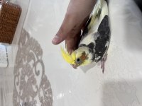 Wifi Kırması Sultan Papağanı Yavrular