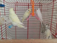 Eğitilmiş Muhabbet Kuşlar