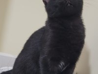 Kömür Gibi Kedimize Acil Yuva