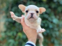 Muhteşem Yüzlü French Bulldog Yavrularımız