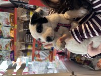 Border Collie Kırma Safkan Çoban