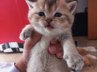 Golden British Shorthair Bebekler