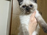 British Shorthair Yavrularımız Yeni Yuvalarını Arıyor