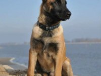 İnme İndiren Belçika Kurdu