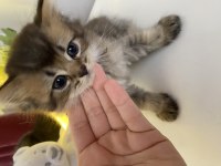 British Shorthair Ve Longhair Yuvarlak Kafa Yavru Kediler