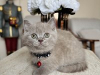 British shorthair lilac yavru