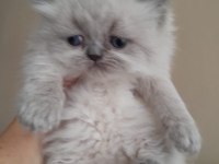 İran Kedisi Yavrularımız Rezerveye Açılmıştır