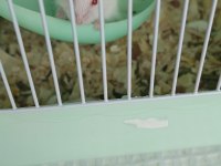 Albino Yavru Hamsterler