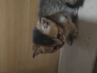 Harika British Shorthair Yavruları