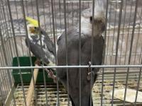 Konuşan Sultan Papağanlar