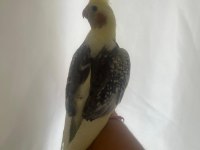 Yavru Mutasyon 45 Günlük El Besleme Sultan Papağanı