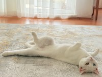 Sakin Uslu Kısır Aşıları Tam Ankara Kedisi