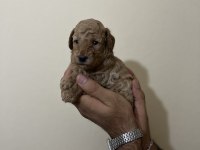 Toy Poodle Yavruları