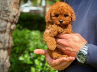 Baby face toy poodle