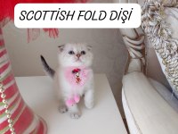 Scottish Fold Prenses Hazır