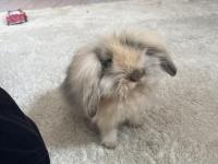 Hollanda lop tavşanı