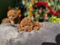 Toy Poodle Yavrularımız
