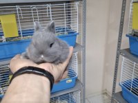 9 Aylık Hollanda Cücesi Blue Tavşan
