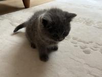 British 2 Aylık Dişi