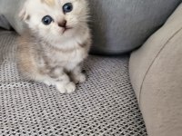 Scottish Fold Kızım Gen Gereği Kesinlikle Koku Bırakmaz