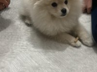 Pomeranian Boo 3 Aylık