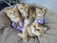 Teslime hazır british shorthair golden bebekler