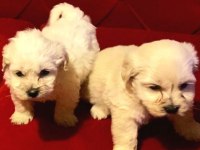 Ev doğumu maltipoo bebeklerimiz