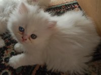 Anne norveç orman kedisi baba iran