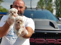 Maltese Terrier Yavru