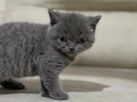 Teslime Hazır British Scottish Yavrular