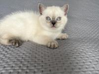 British Shorthair İki Aylık Erkek Ve Dişi