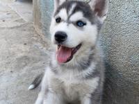 Orijinal Sibirya Kurdu Yavruları