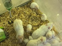 Sevimli suriye hamster yavrular