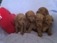 Birbirinden Güzel Toy Poodle Bebeklerimiz