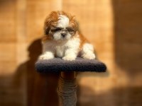 Show Kalite Shih Tzu Yavrularımız