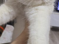 Yurt Dışından Şampiyon Ailenin Show Kalite British Shorthair Yavruları