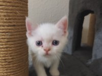 Rengarenk British Kardeşler