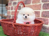 Pomeranian Boo Teddy Bear Gerçek Ayıcıklar