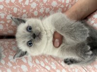 British scottish kedimiz