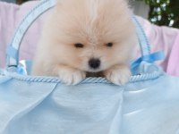 Irk garantili ayı surat pomeranian bebekler