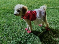 Oyuncu Maya Köpeğimiz