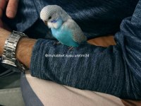 Kuş Malzemeleri Dahil Muhabbet Kuşu