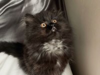 Çok Tatlı Oğlumuza Erkek Kedimize Yuva