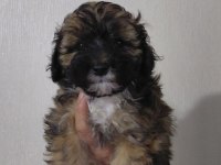 2 erkek maltipoo yavrumuz