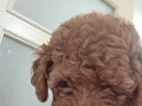 Erkek Poodle 2 Aylık