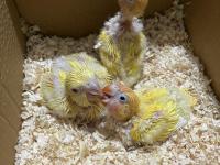 El Besleme Sarı Monk Papağanı Yavrum